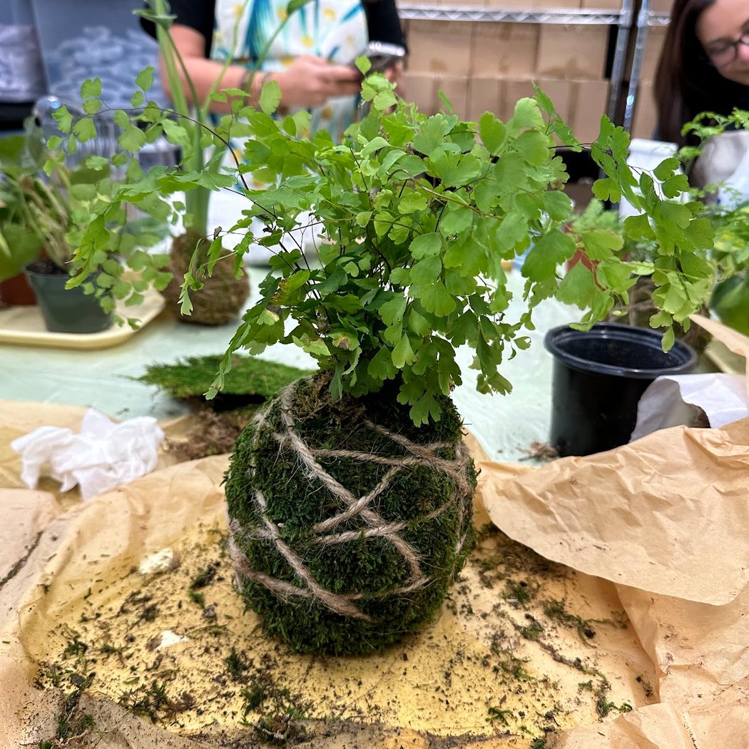 Kokedama Class 2
